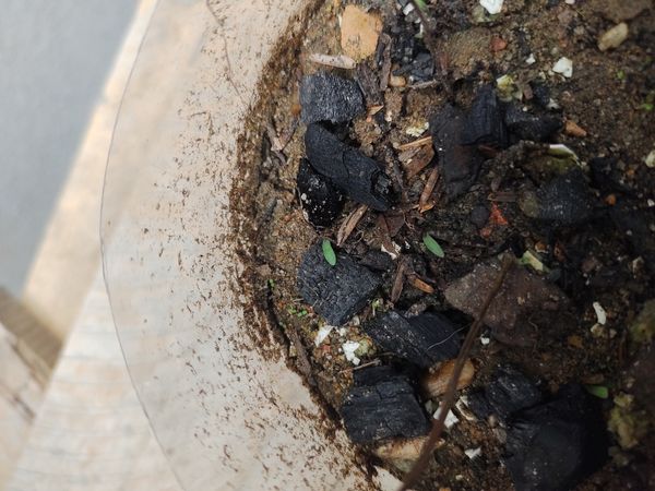 Identificação da planta Chamaescilla corymbosa não possui um nome popular amplamente reconhecido no Brasil por foto