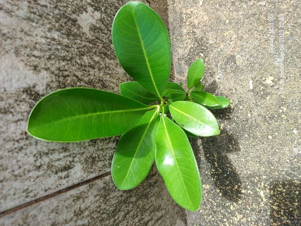 Identificação da planta Cerbera por foto