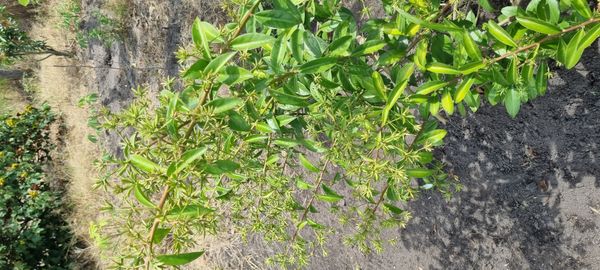 Identificação da planta Ora-pro-nóbis por foto