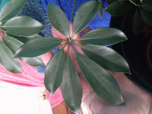 Identificação da planta Árvore guarda-chuva por foto