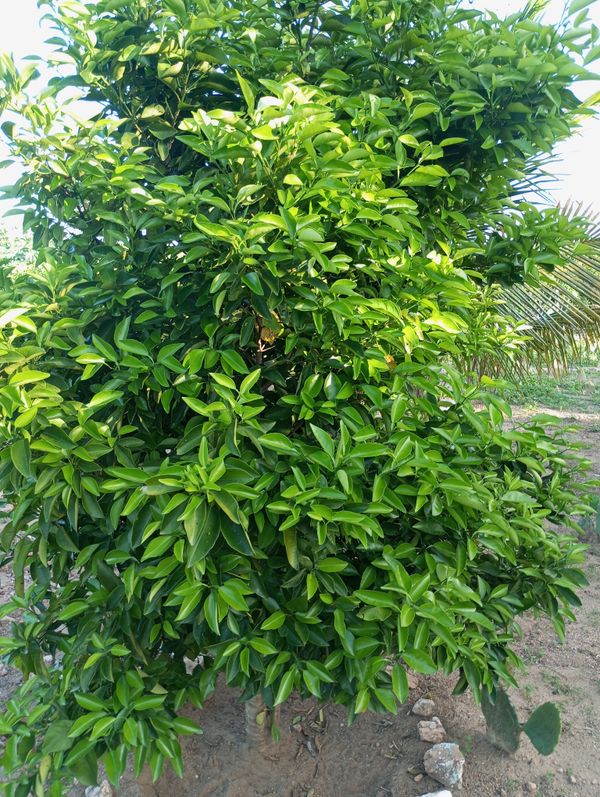 Identificação da planta Árvore por foto
