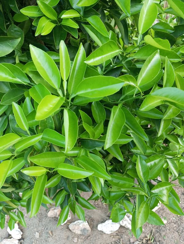 Identificação da planta Mexerica por foto