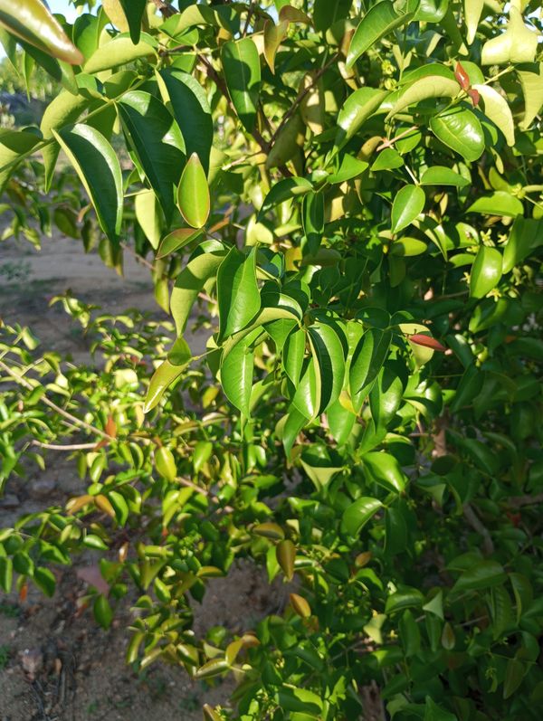 Identificação da planta Cajá africano por foto