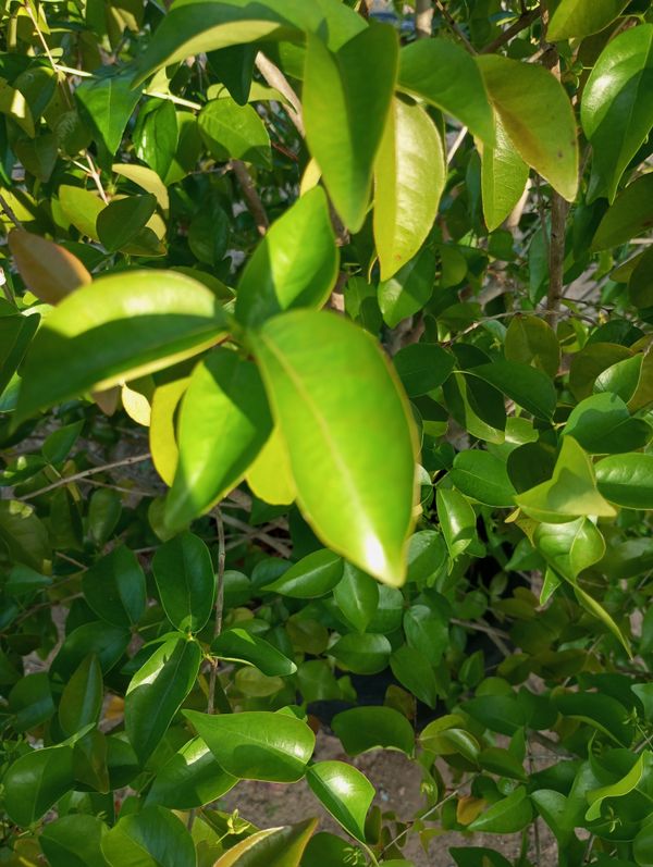 Identificação da planta Pitanga por foto
