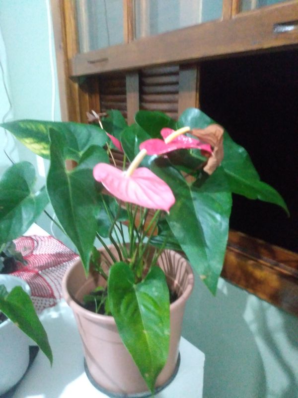 Identificação da planta Antúrio por foto