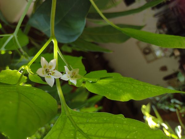 Identificação da planta Malagueta por foto