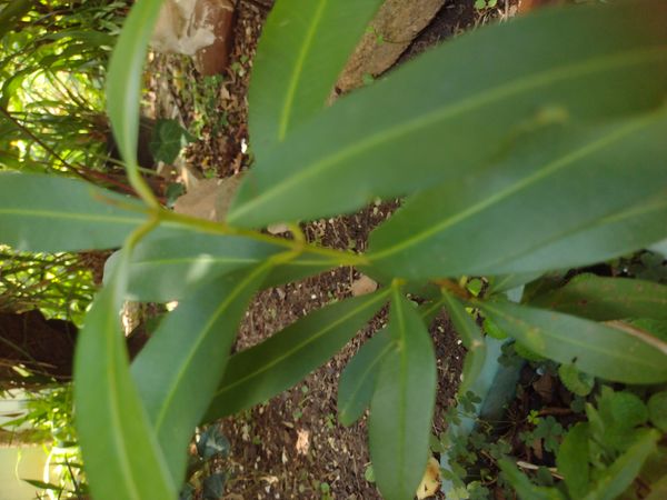 Identificação da planta Árvore-do-rio por foto