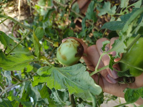 Identificação da planta Tomate por foto