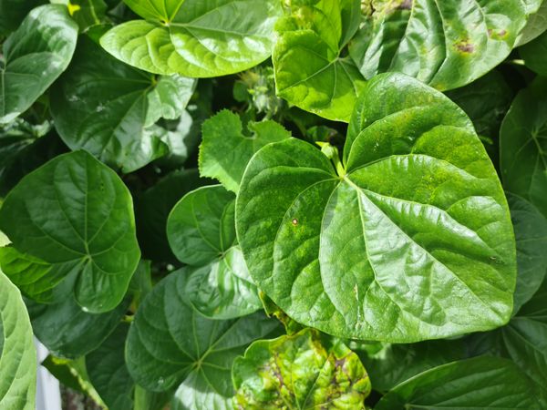 Identificação da planta Folha-de-betel por foto