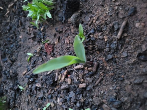 Identificação da planta Milho por foto