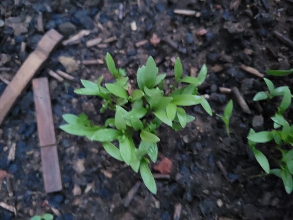 Identificação da planta Agrião por foto