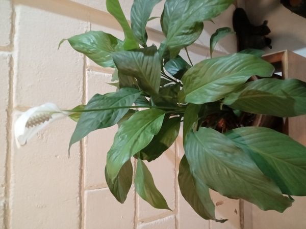 Identificação da planta Lírio-da-paz por foto