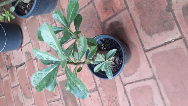 Identificação da planta Rosa-do-deserto por foto