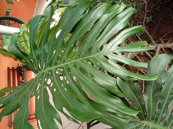 Identificação da planta Costela-de-adão por foto