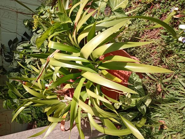 Identificação da planta Íris da Praia por foto