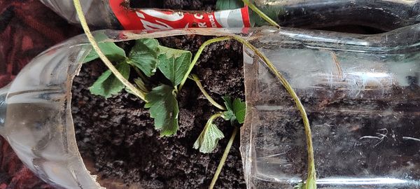 Identificação da planta Morango silvestre por foto