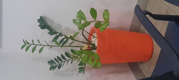 Identificação da planta Zamioculcas por foto