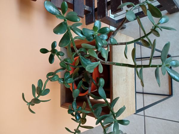 Identificação da planta Planta-jade por foto