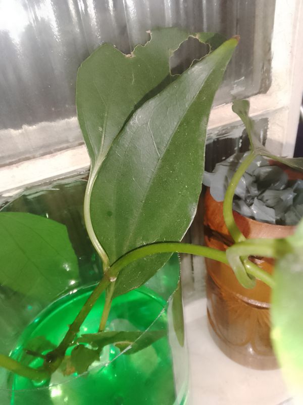 Identificação da planta Guaco por foto