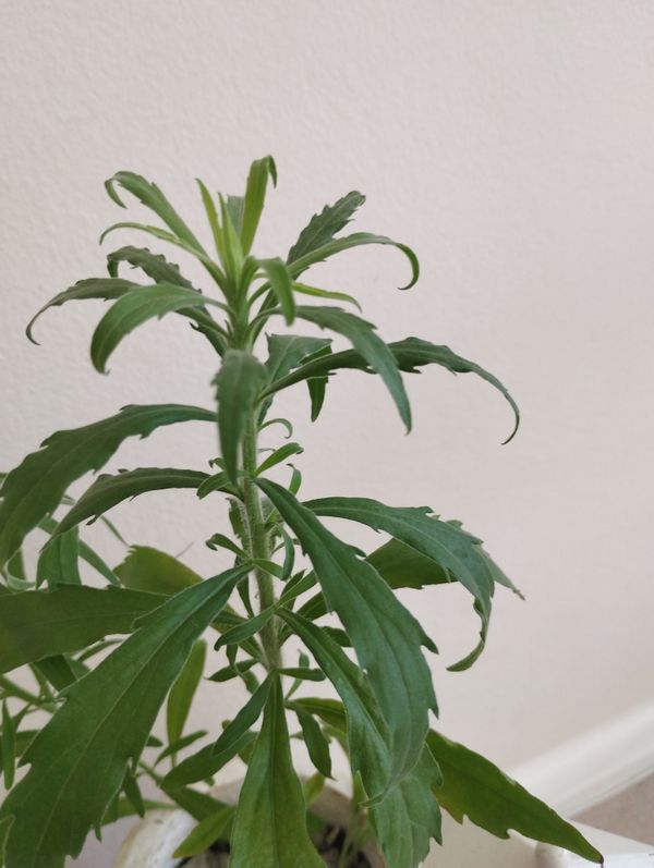 Identificação da planta Buva por foto
