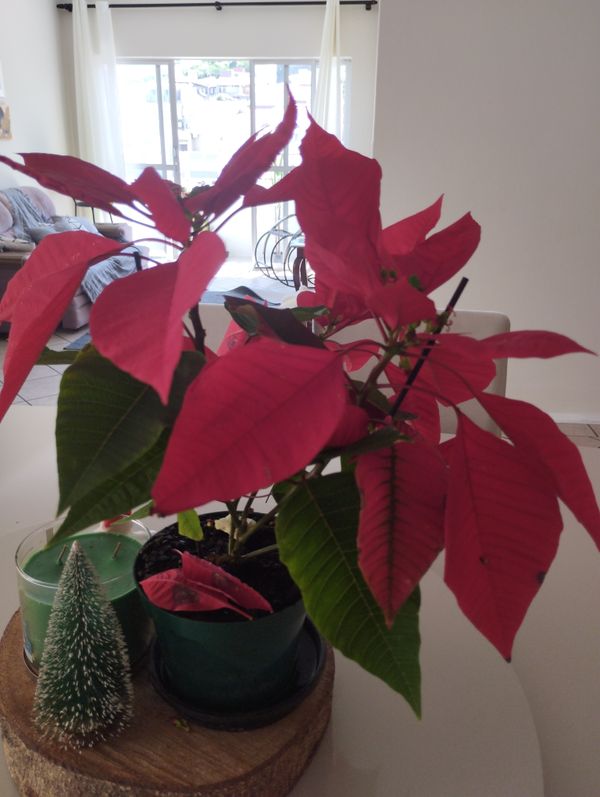 Identificação da planta Bico-de-papagaio por foto