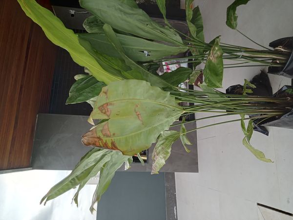 Identificação da planta Pacová por foto
