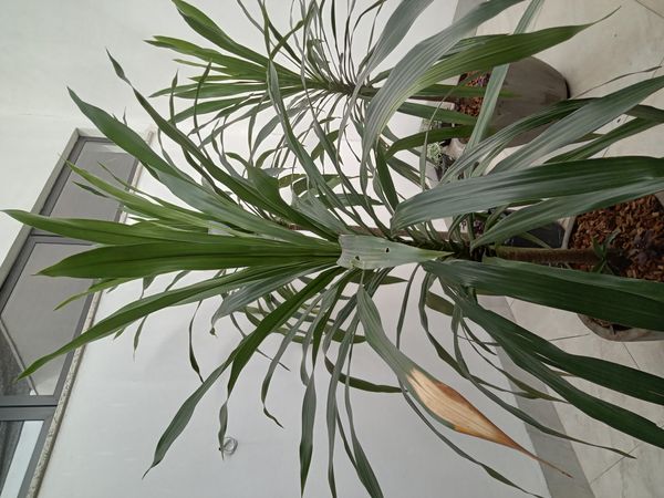 Identificação da planta Dracena por foto