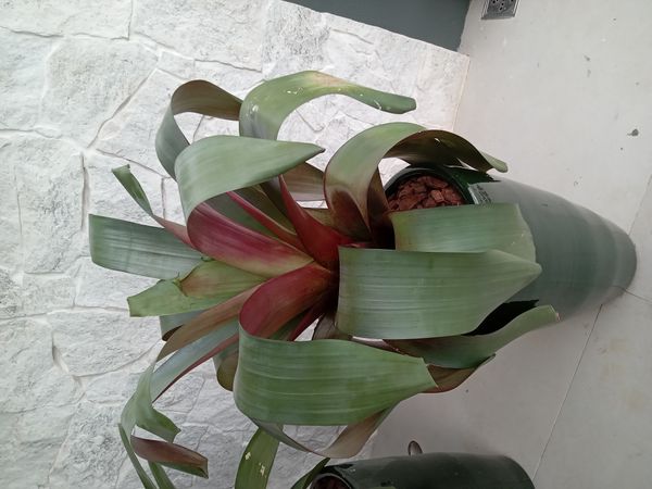 Identificação da planta Gravatinha por foto