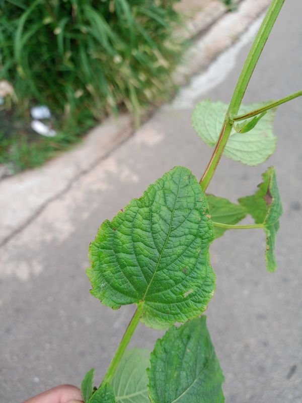 Identificação da planta Hortelã-anis por foto