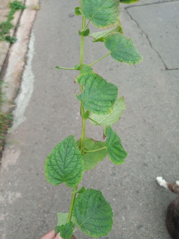 Identificação da planta Alfavaca-brava por foto