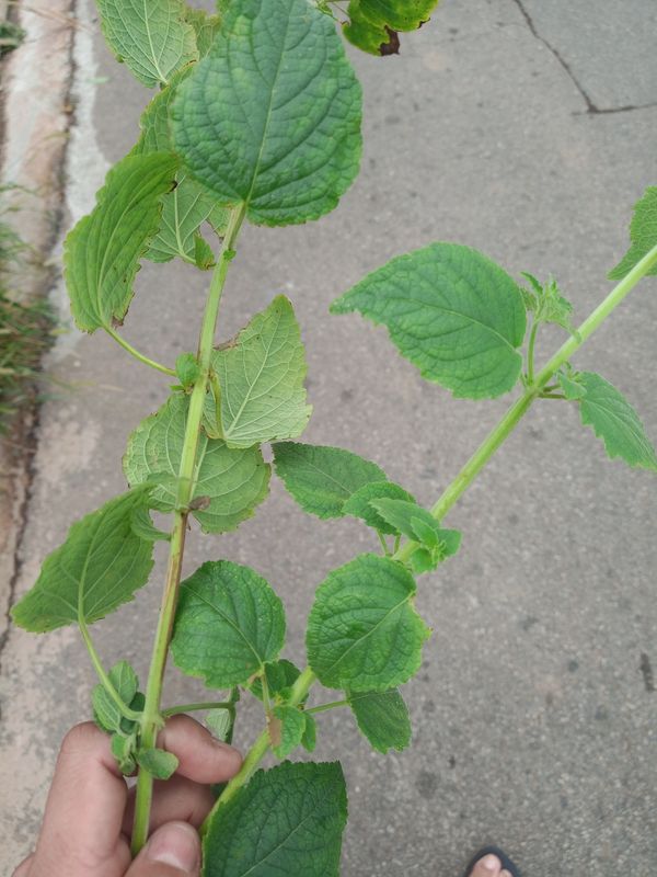 Identificação da planta Alfavaca-brava por foto