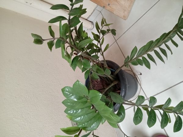 Identificação da planta Zamioculcas por foto