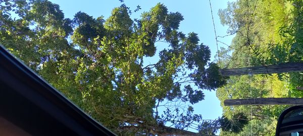 Identificação da planta Mojoleiro por foto