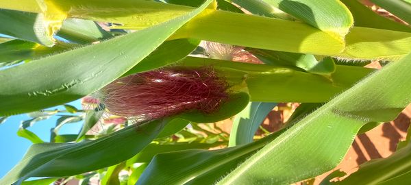 Identificação da planta Milho por foto