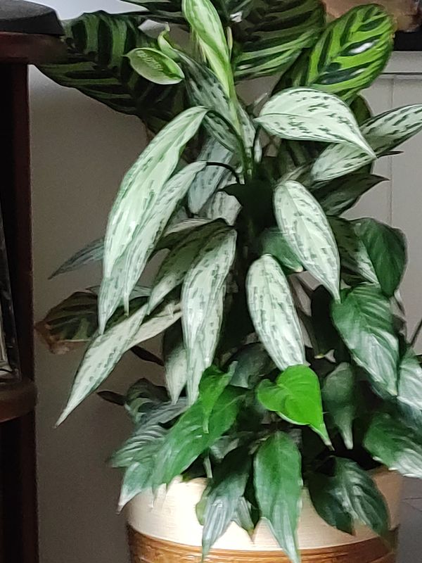 Identificação da planta Café de Salão por foto
