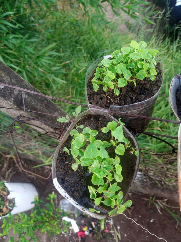 Identificação da planta Cocão por foto