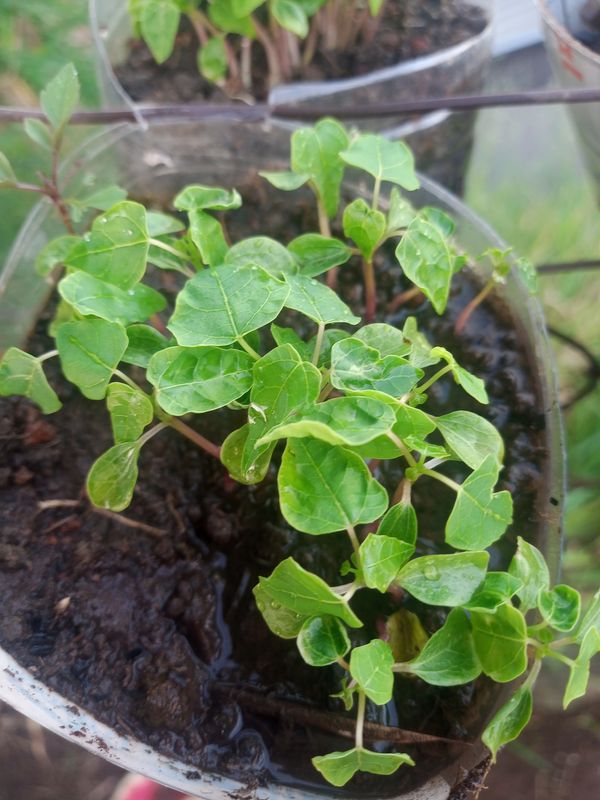 Identificação da planta Pinhão-bravo por foto