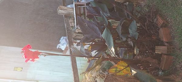 Identificação da planta Biri por foto