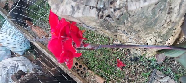Identificação da planta Biri por foto