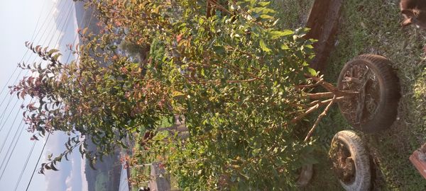 Identificação da planta Estoraque-japonês por foto