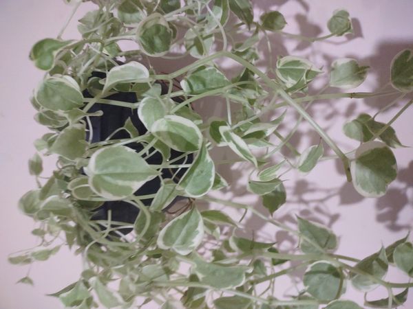 Identificação da planta Oriri por foto