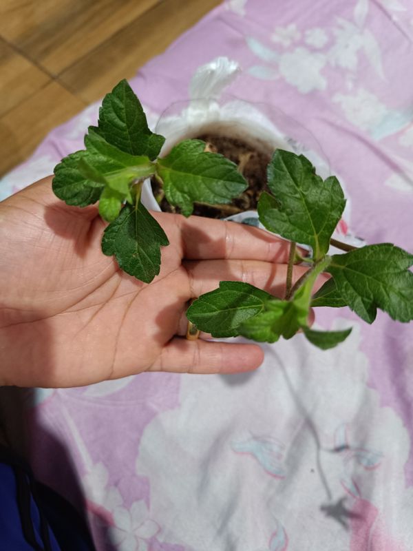 Identificação da planta Wedelia por foto