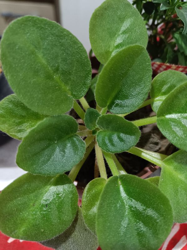 Identificação da planta Violeta-africana por foto
