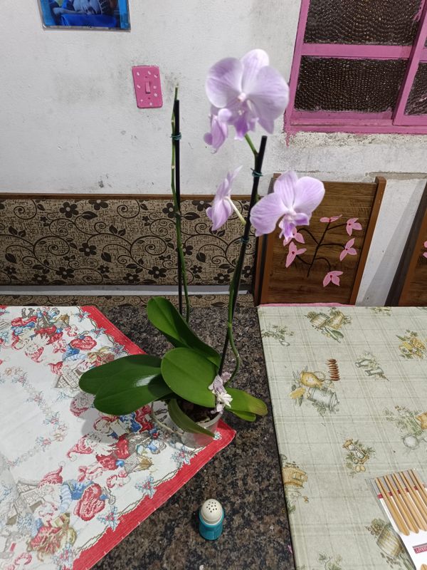 Identificação da planta Orquídea-Phalaenopsis por foto