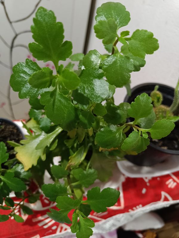 Identificação da planta Saião por foto