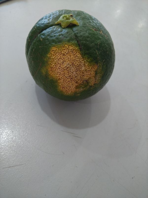 Identificação da planta Mexerica por foto
