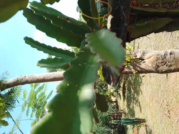 Identificação da planta Pitaya por foto
