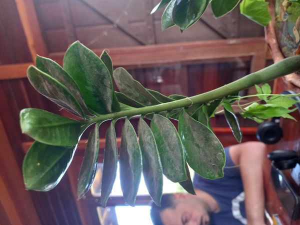 Identificação da planta Zamioculcas por foto