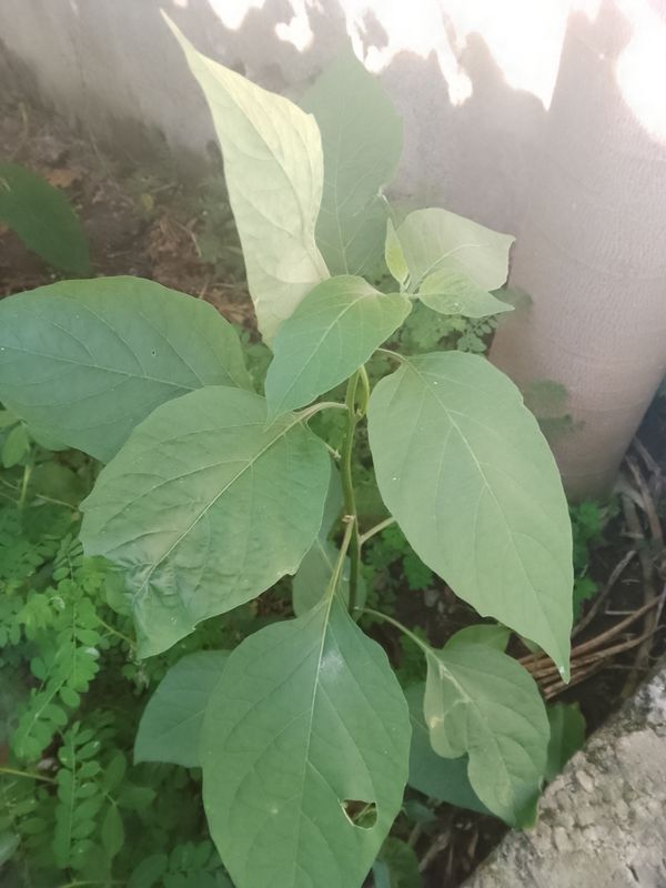 Identificação da planta Orelha-de-onça por foto