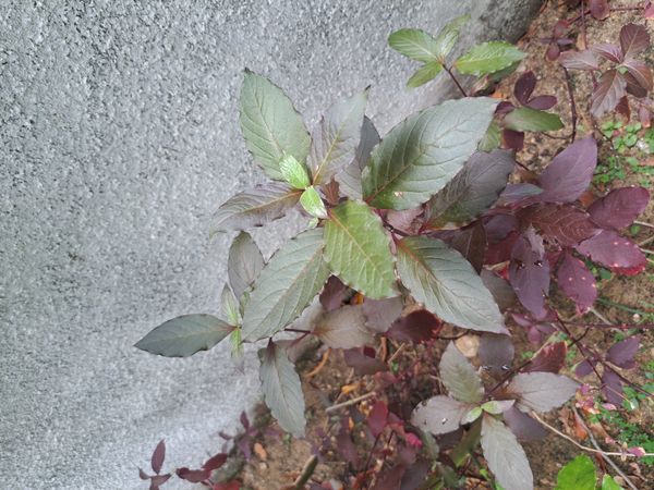 Identificação da planta Penicuíca por foto
